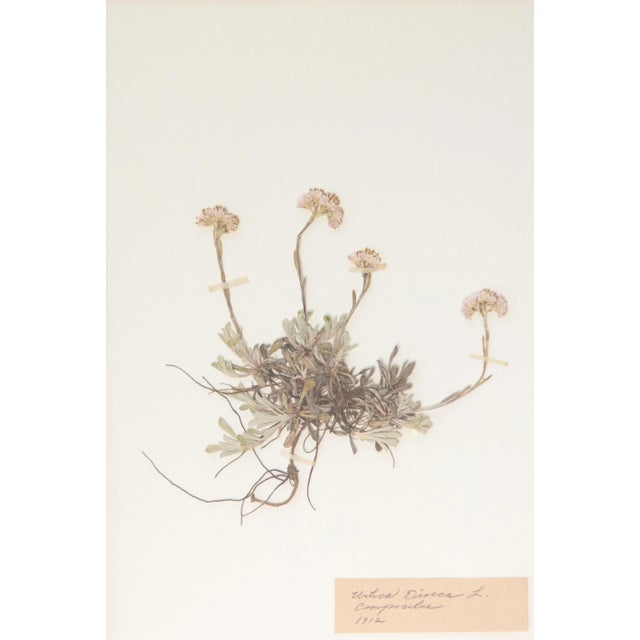 Custom Framed Antique Swedish Herbarium Botanical Specimens For Sale - Image 11 of 12