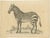 Mid 18th Century After George Edwards, Illustration of a Male Zebra, 1758, Print For Sale - Image 5 of 5