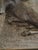 American Signed Bronze “Range Baron” Longhorn Sculpture on Wood Base For Sale - Image 3 of 12