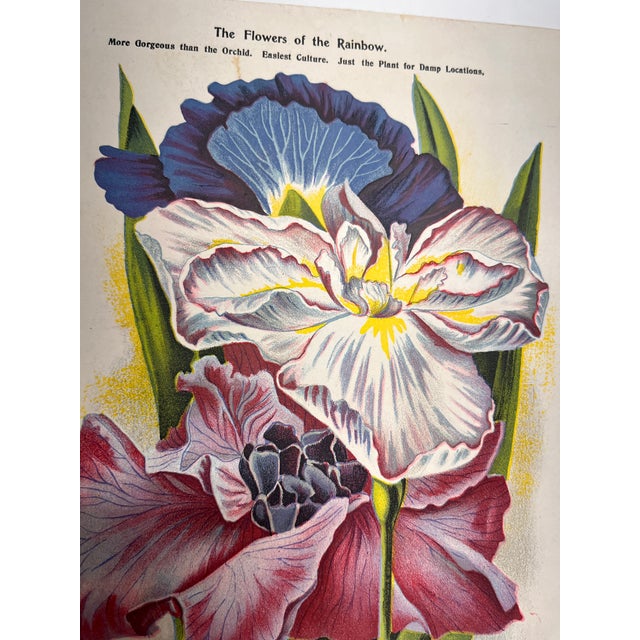 Antique Garden Iris Print For Sale - Image 4 of 6