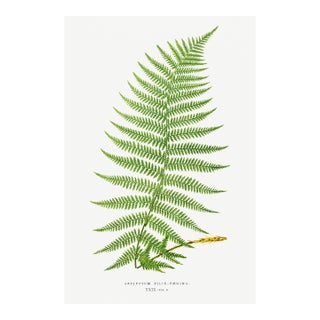 Vintage Fern Art Print, Botanical Fern Reproduction, 32" X 48" For Sale