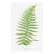 Vintage Fern Art Print, Botanical Fern Reproduction, 32" X 48" For Sale