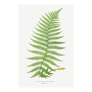 Vintage Fern Art Print, Botanical Fern Reproduction, 32" X 48"