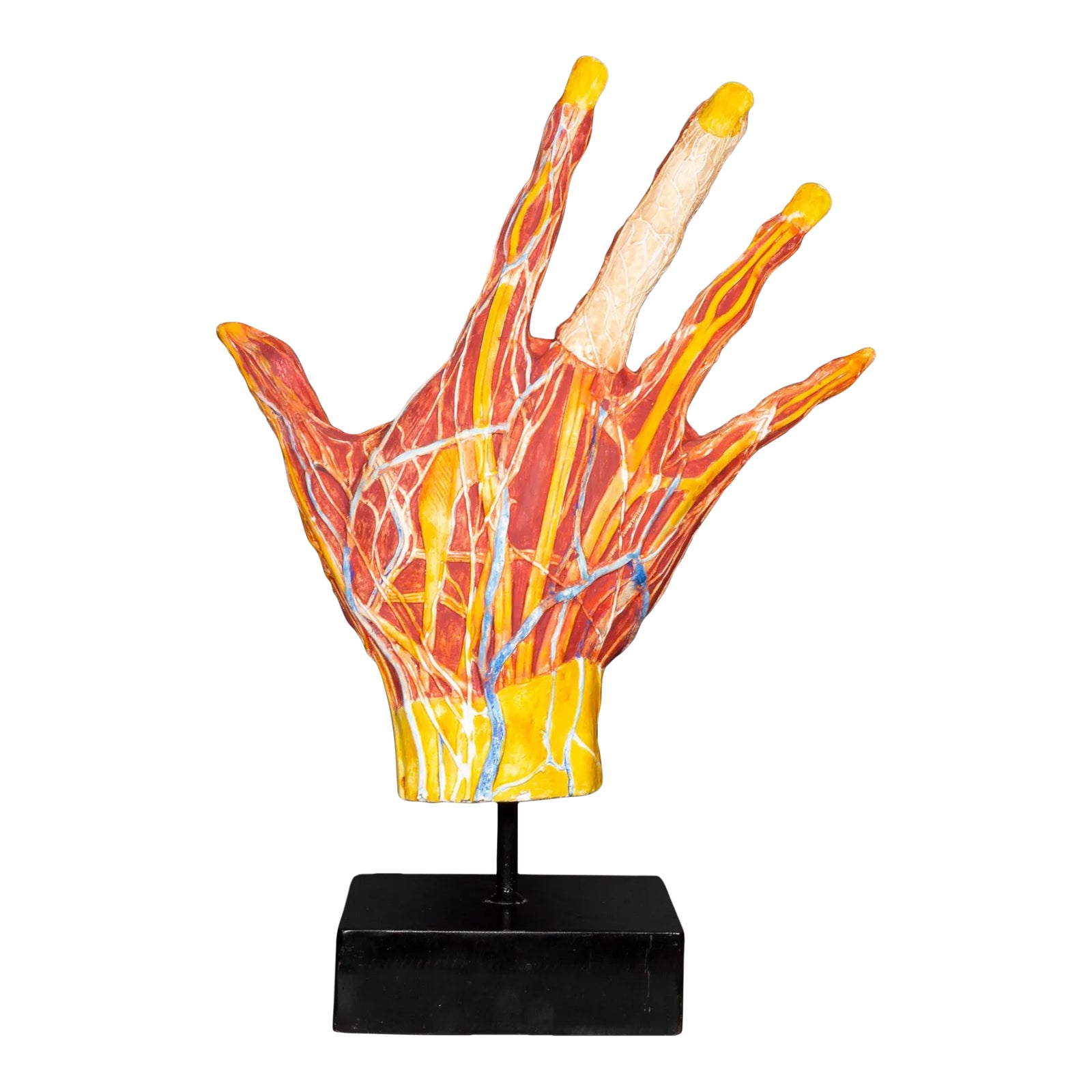 Large Early 20th C. French Medical Hand Model C.1920 | Chairish
