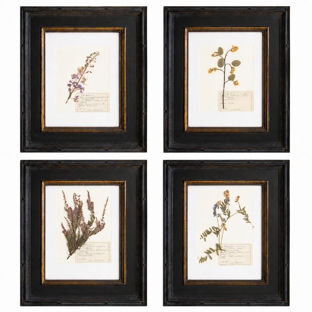 Custom Framed Vintage Finnish Herbarium Botanical Specimens - Set of Four For Sale - Image 18 of 18