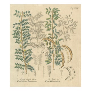 Acacia Tortilis & Acacia Seyal, 1800s, Paper For Sale