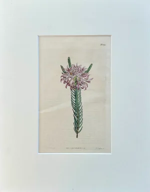 Purple Lachnaea Original Hand Colored Botanical Engraving Bu Curtis, 1802