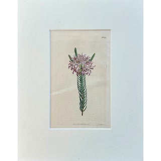 Purple Lachnaea Original Hand Colored Botanical Engraving by Curtis, 1802 For Sale