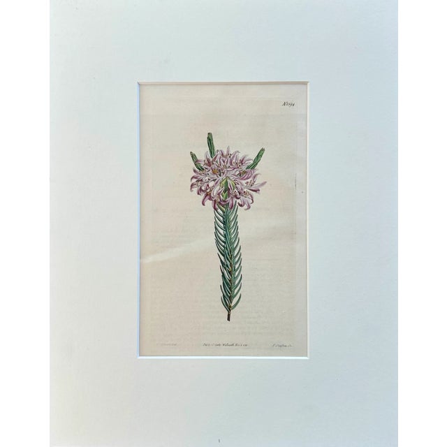 Purple Lachnaea Original Hand Colored Botanical Engraving by Curtis, 1802 For Sale