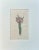 Purple Lachnaea Original Hand Colored Botanical Engraving by Curtis, 1802 For Sale