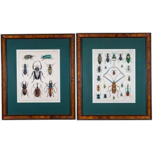 Early 20th Century Hand Painted Insect Species Lithographs, Framed - a Pair