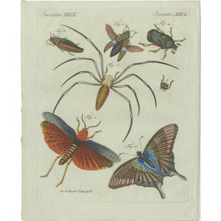 Bertuch, Exotic Insects, Spider and Butterfly, 1800, Engraving For Sale