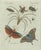 Bertuch, Exotic Insects, Spider and Butterfly, 1800, Engraving For Sale