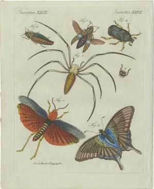 Bertuch, Exotic Insects, Spider and Butterfly, 1800, Engraving