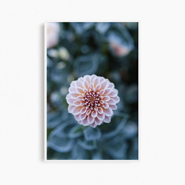 'First Frost / Final Bloom' Set of Botanical Photographs, Floral Art Series of Four 12 X 18" Fine Art Photography Prints For Sale - Image 4 of 7
