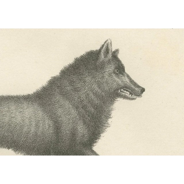 C.C. G. Zool., The Black Wolf and Grey Wolf, 1836, Lithograph For Sale - Image 4 of 11