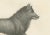 C.C. G. Zool., The Black Wolf and Grey Wolf, 1836, Lithograph For Sale - Image 4 of 11