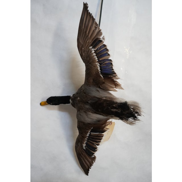 Taxidermy Flying Mallard Duck For Sale - Image 4 of 13