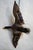 Taxidermy Flying Mallard Duck For Sale - Image 4 of 13