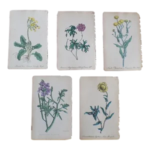 Antique 19th Century Hand Colored Botanical Lithographs - Set of 5