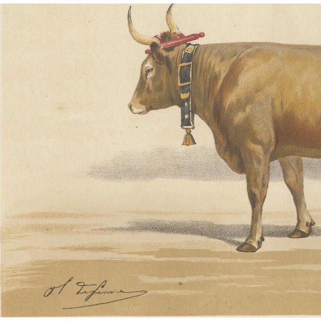 19th Century Charles Olivier de Penne, Béarnaise Cow with Bell Collar, French Cattle, 1863, Chromolithograph For Sale - Image 5 of 9