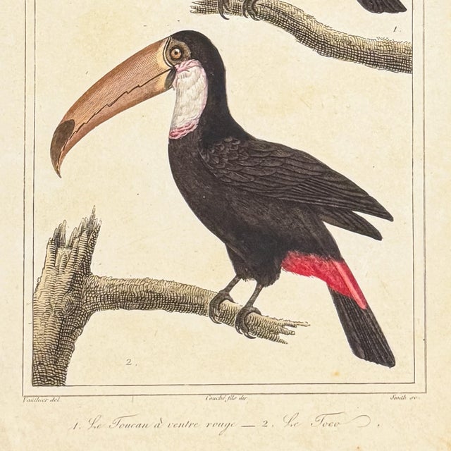 Toco Toucan Lithograph, 1828 | Hand-Colored Antique Bird Print, Buffon For Sale - Image 4 of 5