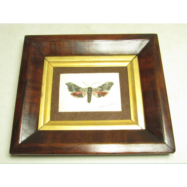 English Country Home Pair of Antique English Framed Moth Paintings For Sale - Image 4 of 18