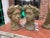 1970s Art Nouveau Stone Planters - Set of 2 For Sale - Image 4 of 5