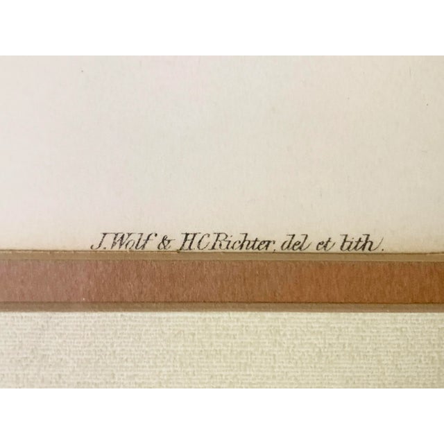 Antique hand colored lithograph artwork "Cygnus Minor." by Gould, Joseph Wolf, H.C. Richter. We are very proud to announce...