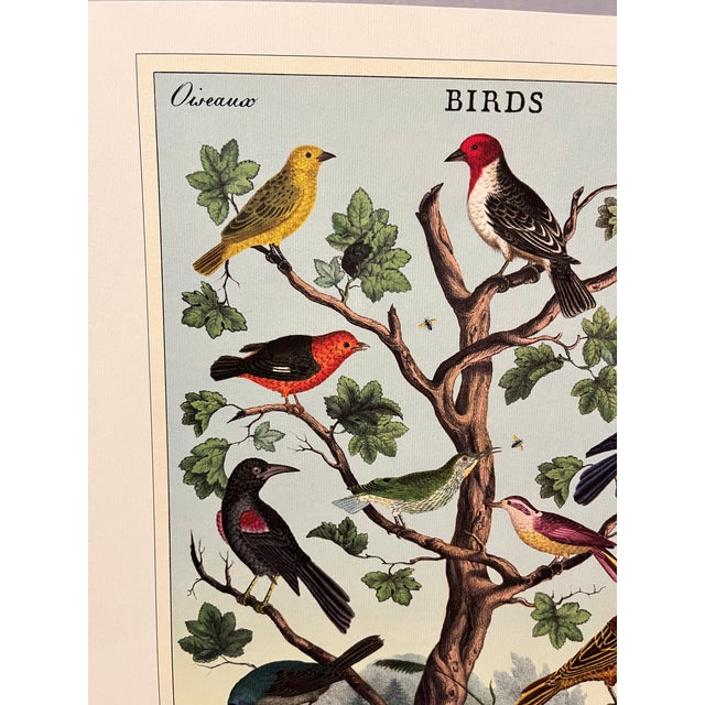Illustration Birds (Oiseaux) Poster For Sale - Image 3 of 6