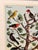 Illustration Birds (Oiseaux) Poster For Sale - Image 3 of 6