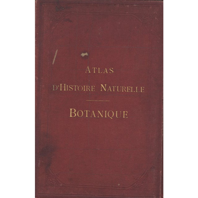 Mid 19th Century 1860s French Botanical Lithograph- Peony, Aster, Documentation, Matted For Sale - Image 5 of 5