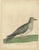 Eleazar Albin, Turtle Dove, 1740, Paper For Sale - Image 6 of 6