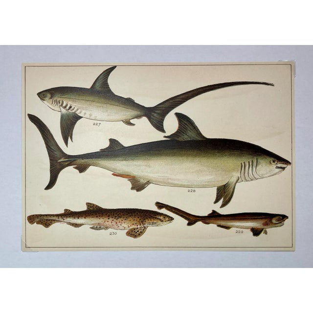 Antique Fish Print Featuring a Thrasher, Basking Shark, Brown Shark & Rough Hound From England - Circa 1902 For Sale In Dallas - Image 6 of 8