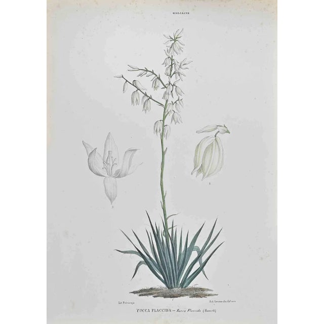 Vincenzo Tenore, Yucca Flaccida, Lithograph, 1870s For Sale