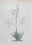 Vincenzo Tenore, Yucca Flaccida, Lithograph, 1870s For Sale