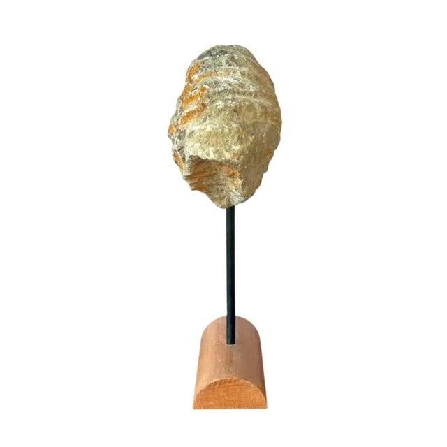 Mantelliceras Ammonite Fossil on Wooden Display Stand For Sale - Image 4 of 7