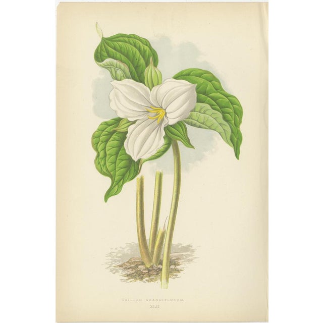 Title: Alpine Botanical Lithograph Pair of Vinca and Trillium, 1874 : This delightful pair of botanical lithographs,...