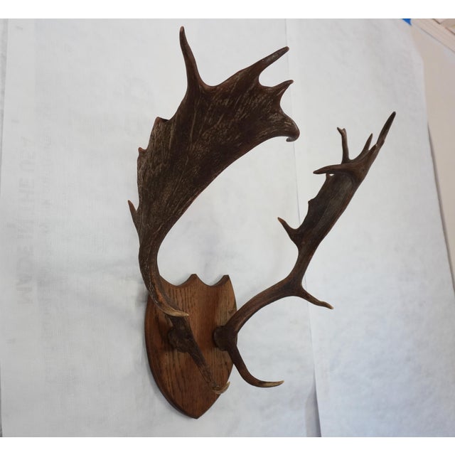 J.H. Armer Mounted English Antlers Purchased from J.H. Armer / John Henry Armer Likely a Fallow Deer. Shape of the antlers...