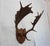 J.H. Armer Mounted English Antlers Purchased from J.H. Armer / John Henry Armer Likely a Fallow Deer. Shape of the antlers...