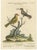 Paper Red-Headed Yellow-Bodied Bird and White-Tailed Hummingbird, 1773, Paper For Sale - Image 7 of 7