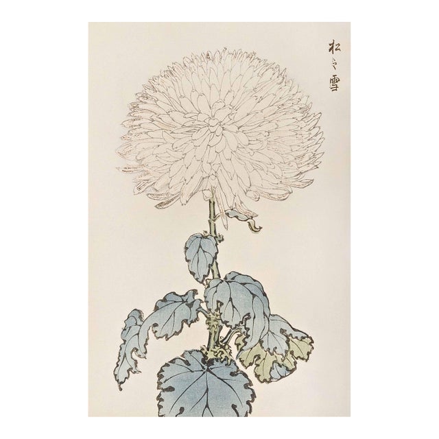 White Chrysanthemum by Hasegawa, Vintage Japanese Botanical Art Print, 8" X 12" For Sale