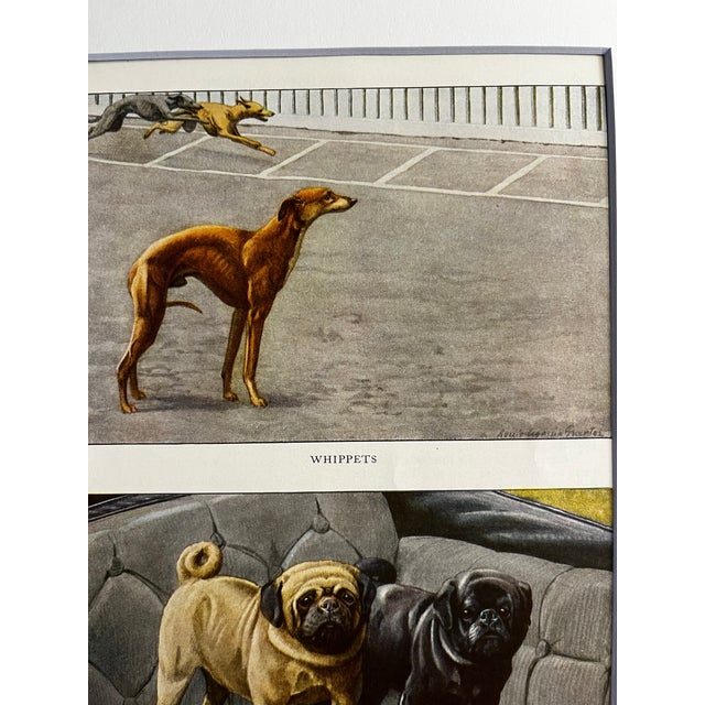 1919 Pug Dogs Whippet Print For Sale - Image 4 of 4