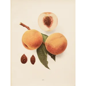 1900s U. P. Hedrick, Original Antique Photogravure of Ray Peaches