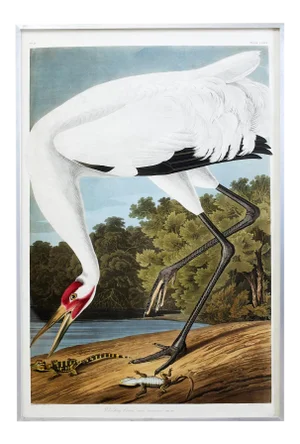 Audubon Whooping Crane Plate #226 Havell Oppenheimer Edition