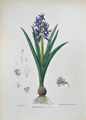 Vincenzo Tenore, The Hyacinth, Lithograph, 1870s