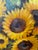 Original oil painting of sunflowers in a copper pot in a beautiful wood, gold frame with linen edge by Texas artist,...