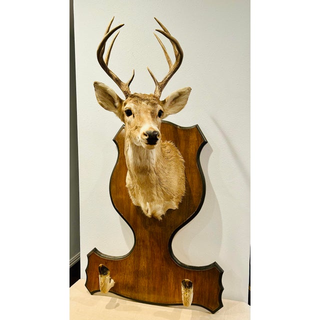 Vintage Deer Mount With Hoof Rack For Sale - Image 4 of 9