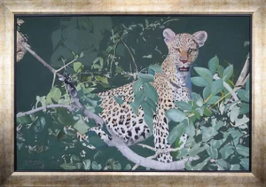 Contemporary Oil Painting on Board of a Leopard /Cheetah in a Tree by C. Davies 2010