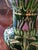 Antique Moser Bohemian Glass Emerald Green Gilded Vase For Sale - Image 4 of 11